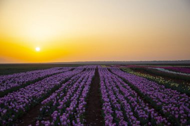 Karaman Lale Bahçeleri, Türkiye 'nin Karaman kentinde yaklaşık 3.500 metrekarelik bir alana sahip bir bahçedir..
