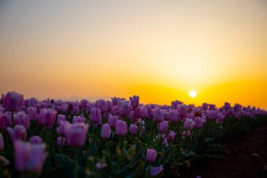 Karaman Lale Bahçeleri, Türkiye 'nin Karaman kentinde yaklaşık 3.500 metrekarelik bir alana sahip bir bahçedir..
