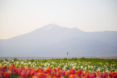 Karaman Lale Bahçeleri, Türkiye 'nin Karaman kentinde yaklaşık 3.500 metrekarelik bir alana sahip bir bahçedir..