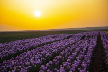 Karaman Lale Bahçeleri, Türkiye 'nin Karaman kentinde yaklaşık 3.500 metrekarelik bir alana sahip bir bahçedir..