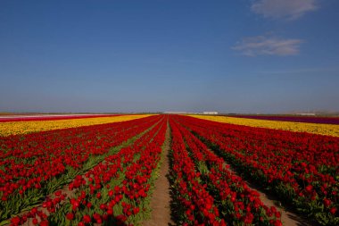 Karaman Lale Bahçeleri, Türkiye 'nin Karaman kentinde yaklaşık 3.500 metrekarelik bir alana sahip bir bahçedir..