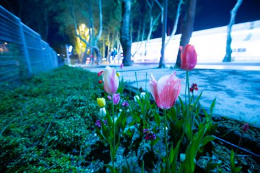 Konya 'daki lale alanları