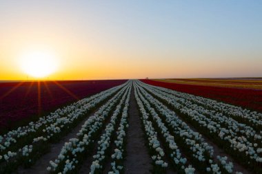 Konya 'daki lale alanları