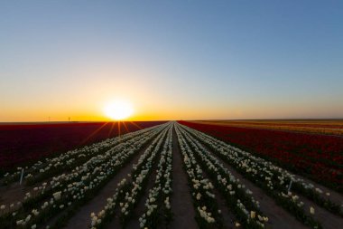 Konya 'daki lale alanları