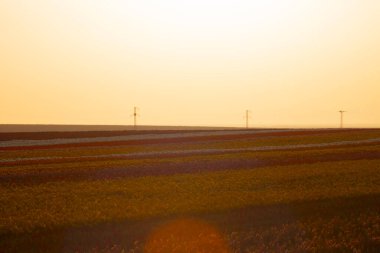 Konya 'daki lale alanları