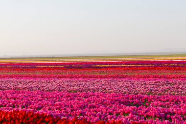 Konya 'daki lale alanları