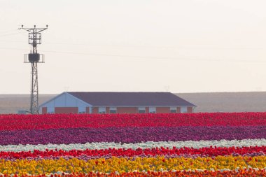 Konya 'daki lale alanları