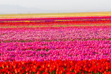 Konya 'daki lale alanları