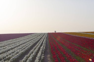 Konya 'daki lale alanları