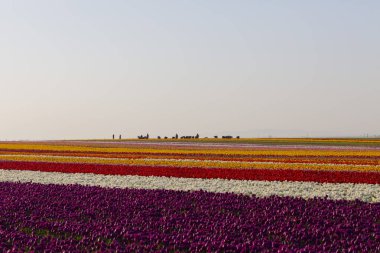 Konya 'daki lale alanları