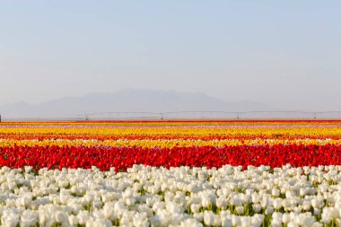 Konya 'daki lale alanları