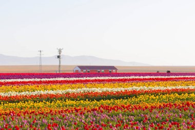 Konya 'daki lale alanları
