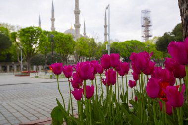 Sultanahmet Meydanı ve Lale Festivali, İstanbul