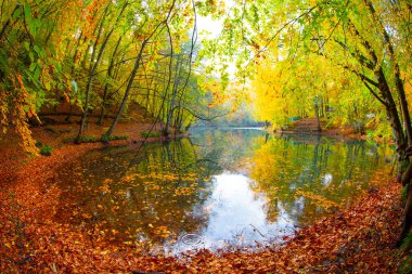 Yedigloler Ulusal Parkı, Bolu Trkiye