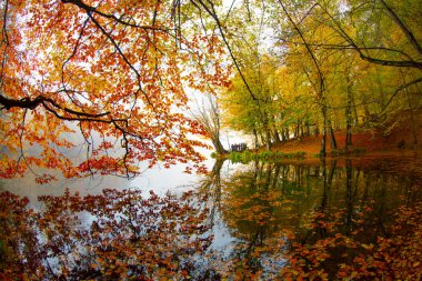 Yedigloler Ulusal Parkı, Bolu Trkiye