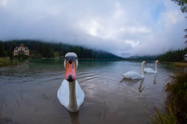 Toblacher See, İtalya 'nın Güney Tyrol eyaletinde yer alan bir göldür..