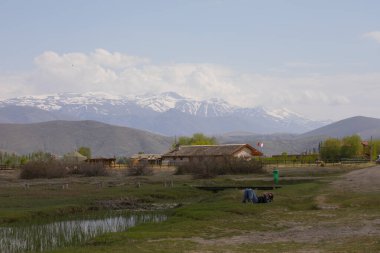Vahşi atların doğada koşu