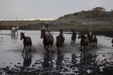 Vahşi atların doğada koşu