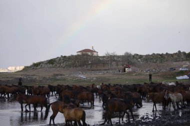 Vahşi atların doğada koşu
