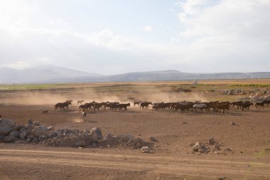 Vahşi atların doğada koşu