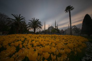 İstanbul Sultanahmet Meydanı 'nda Lale Festivali