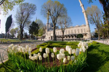 İstanbul Sultanahmet Meydanı 'nda Lale Festivali