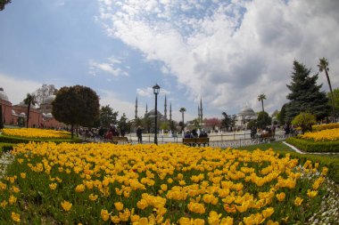 İstanbul Sultanahmet Meydanı 'nda Lale Festivali