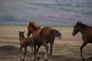 YILKI Atı Doğada Özgürce Koşuyor
