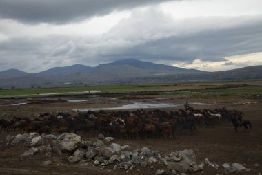 YILKI Atı Doğada Özgürce Koşuyor
