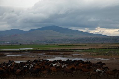 YILKI Atı Doğada Özgürce Koşuyor