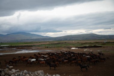 YILKI Atı Doğada Özgürce Koşuyor