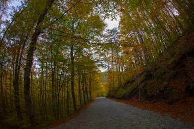 Bolu Seven Lakes Ulusal Parkı / Türkiye