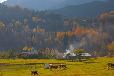 Savsat, Artvin ilindeki Karadeniz bölgesinde, Trkiye 'nin en doğu ucunda, Gürcistan sınırında yer almaktadır..