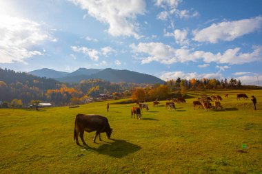 Savsat, Artvin ilindeki Karadeniz bölgesinde, Trkiye 'nin en doğu ucunda, Gürcistan sınırında yer almaktadır..