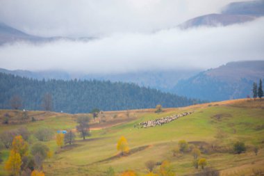 Savsat, Karadeniz Bölgesi 'nin doğu ucunda Artvin ilinin merkezi olan bir ilçedir..
