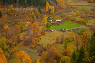 Savsat, Karadeniz Bölgesi 'nin doğu ucunda Artvin ilinin merkezi olan bir ilçedir..
