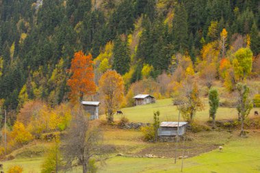 Savsat, Karadeniz Bölgesi 'nin doğu ucunda Artvin ilinin merkezi olan bir ilçedir..