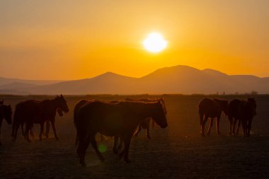 Kayseri vahşi atları ve Erciyes Dağı