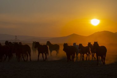 Kayseri vahşi atları ve Erciyes Dağı