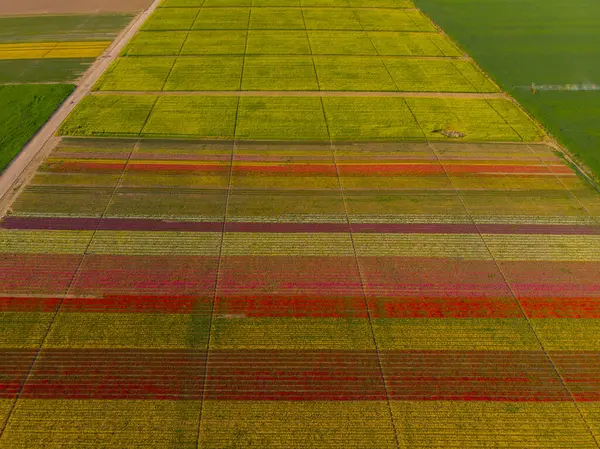 Konya lale alanları, hava manzarası