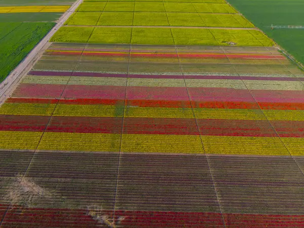 Konya lale alanları, hava manzarası