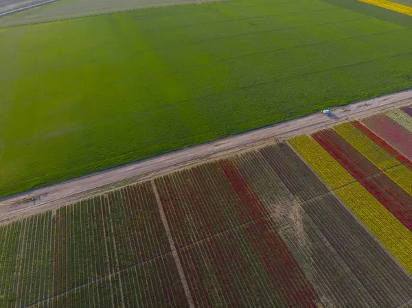 Konya lale alanları, hava manzarası