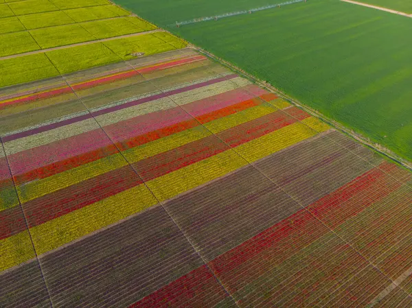 Konya lale alanları, hava manzarası