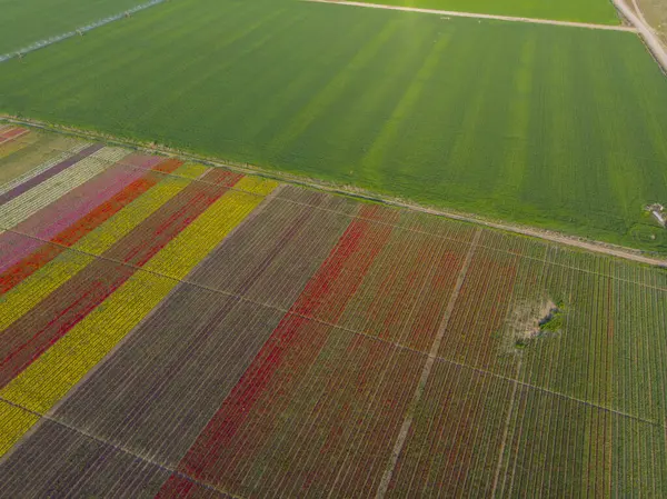 Konya lale alanları, hava manzarası