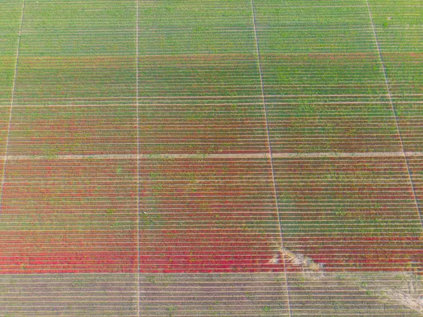 Konya lale alanları, hava manzarası