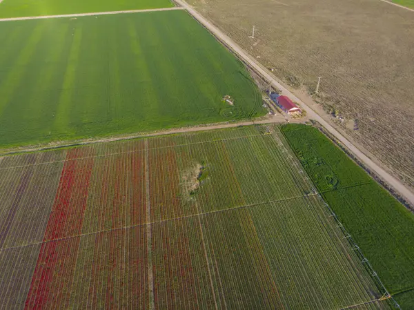 Konya lale alanları, hava manzarası