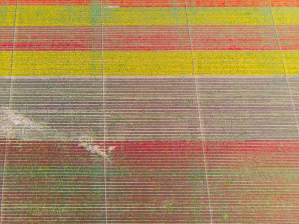 Konya lale alanları, hava manzarası