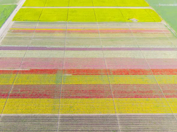 Konya lale alanları, hava manzarası