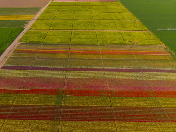 Konya lale alanları, hava manzarası