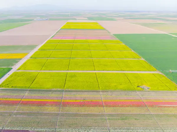 Konya lale alanları, hava manzarası